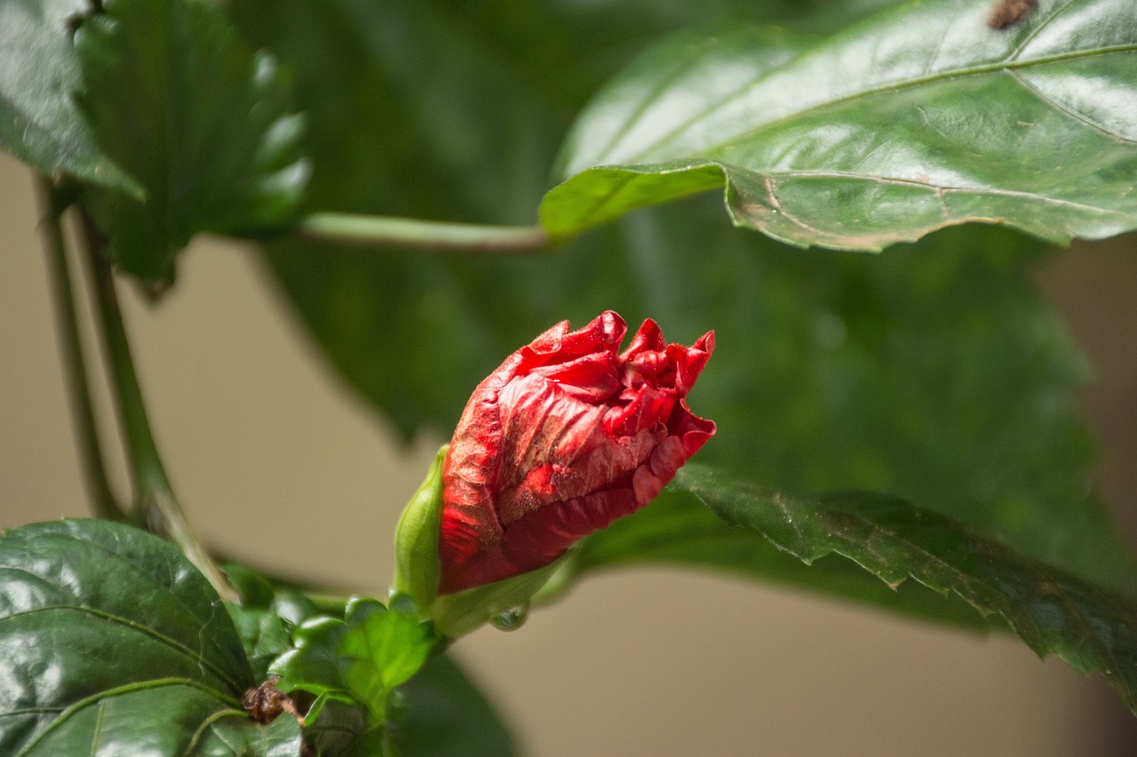 家中花草易招虫害，几个小妙招帮花草远离虫害